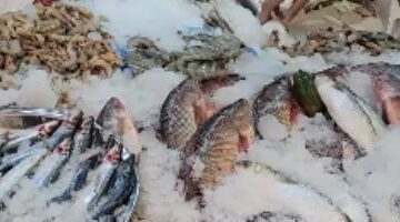 أسعار السمك اليوم في أسواق الإسماعيلية.