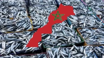 إجراءات جديدة لخفض أسعار الأسماك بالمغرب – الجريدة