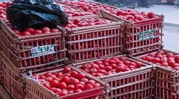 أسعار الخضروات اليوم في مطروح: الطماطم بـ 6 جنيهات وباقي التفاصيل هنا