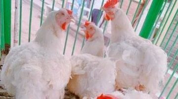 أسعار الفراخ بأسواق مطروح اليوم الاثنين 30-6-2025.. الكيلو بـ60 جنيه