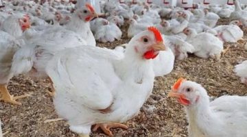 انخفاض كبير في أسعار الدواجن البيضاء اليوم