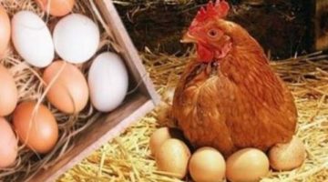 أسعار الدواجن والبانيه اليوم الخميس تنخفض 20 جنيها بشكل مفاجئ