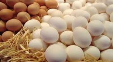 انخفاض أسعار البيض البلدي بعد العيد