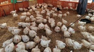 أسعار الدواجن والبيض بأسواق القليوبية اليوم الأحد 29-6-2025
