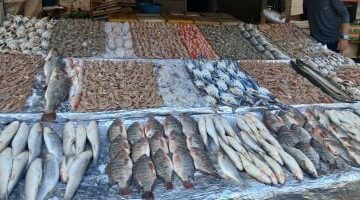 أسعار الأسماك بأسواق مطروح اليوم الأحد 25–5- 2025.. المرجان بـ 140 جنيها