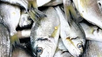 أسعار الأسماك بأسواق مطروح اليوم الأحد 1–5- 2025.. المرجان بـ130 جنيها