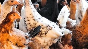 أسعار الفراخ بأسواق مطروح اليوم الاثنين 23-6-2025.. الكيلو يبدأ بـ 60 جنيه