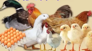 سعر البانيه في الأسواق | الحق والضلال