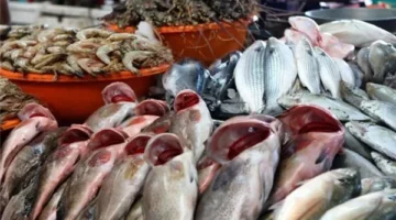 أسعار الأسماك مساء السبت 21 يونيو 2025