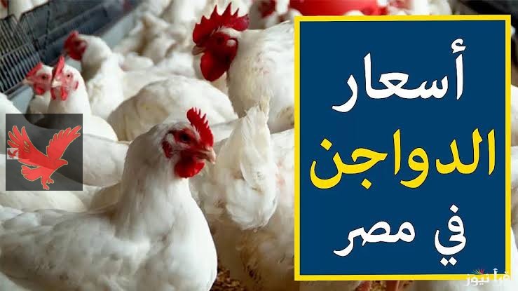 chicken prices egypt april30 2025