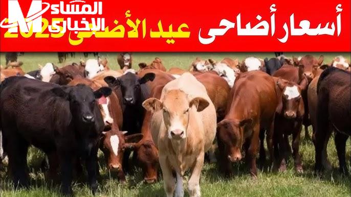 اسعار الأضاحي لعام 2025 في مصر 2