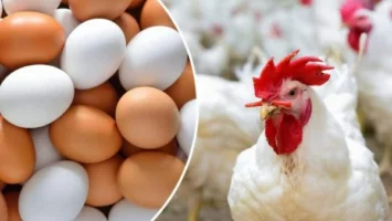 هتشتريها بكام بكرة؟ .. ارتفاع أسعار الدواجن في الأسواق