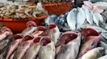 أسعار الأسماك في سوق العبور اليوم 23-6-2025