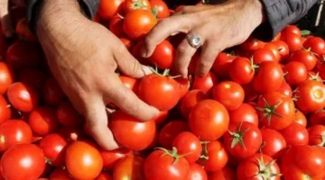 أسعار الخضروات والفاكهة في سوق العبور 23-6-2025