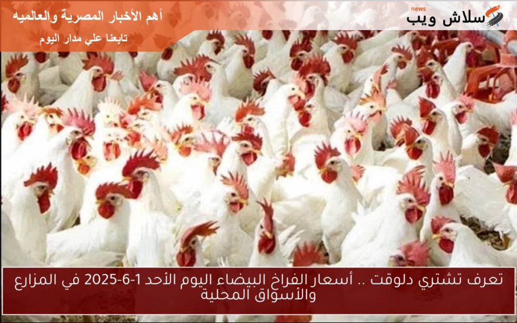 الفراخ البيضااء.webp