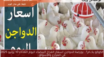 الكوكو بكـــام؟.. بورصة الدواجن اسعار الفراخ البيضاء اليوم الثلاثاء 10 يونيو 2025 في المزارع والأسواق