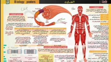 16 ورقة في مراجعة ليلة امتحان الأحياء لـ الثانوية العامة 2025