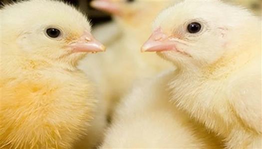 أسعار الكتاكيت في بورصة الدواجن اليوم السبت 6 ديسمبر 2025.. قائمة كاملة لأسعار جميع الأنواع في آخر تحديث رسمي