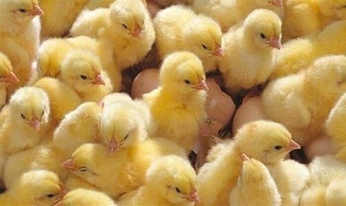 سعر الكتكوت الأبيض انخفاض ملحوظ في الأسعار.. قائمة تحديثات أسعار الكتاكيت اليوم الجمعة 19 ديسمبر 2025 في بورصة الدواجن والشركات