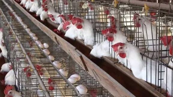 بورصة الدواجن أسعار الفراخ البيضاء وكرتونة البيض اليوم الثلاثاء 30 ديسمبر 2025: زيادة مفاجئة في الساسو والبيض.. تعرف على سعر الكيلو في المحلات والمزرعة الآن