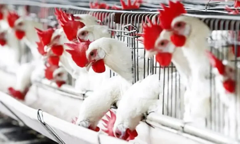بورصة الدواجن اليوم أسعار الفراخ البيضاء والبلدي وكرتونة البيض اليوم الأحد 14 ديسمبر 2025.. تراجع جديد في البورصة