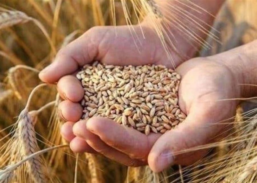 الآن سعر طن القمح اليوم الثلاثاء 23 ديسمبر 2025.. بكام طن القمح جملة في الأسواق؟