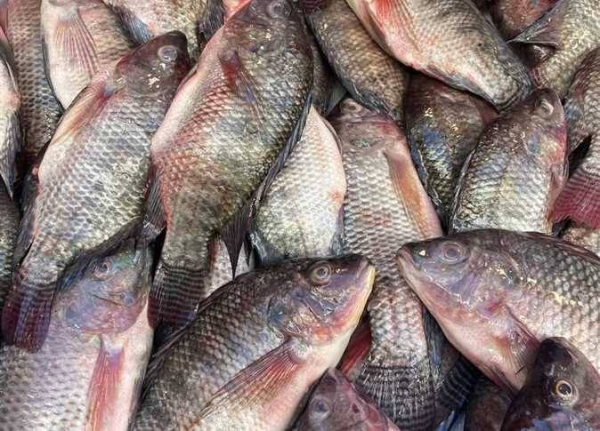 ارتفاع مفاجئ في أسعار السمك اليوم بالإسكندرية الأحد 22 فبراير 2026.. سعر البلطى والجمبرى والبورى والدنيس في حلقة الأنفوشي والأسواق الشعبية الآن