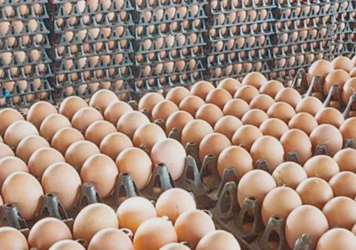 سعر كرتونة البيض اليوم الخميس 12 فبراير 2026 في مصر.. الأبيض والأحمر بكام للمستهلك؟ مفاجآت جديدة في الأسعار وتفاصيل الإنتاج والتصدير