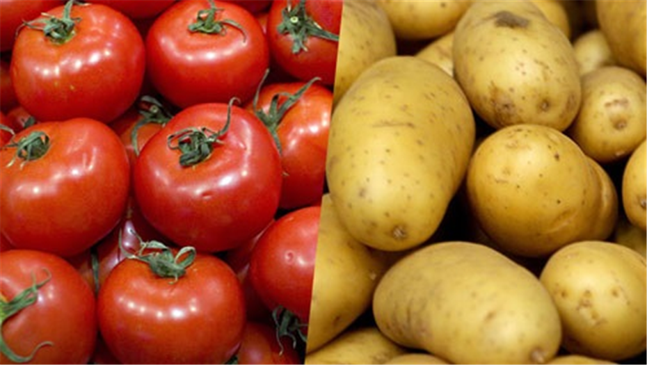 الطماطم بـ12 جنيهًا والبطاطس تواصل الاستقرار | أسعار الخضروات والفاكهة في سوق العبور اليوم الاثنين 9 فبراير 2026 بالتفصيل