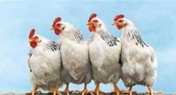 أسعار الفراخ اليوم في مصر السبت 14 مارس 2026.. مفاجأة في بورصة الدواجن وسعر الفراخ البيضاء والبلدي للمستهلك