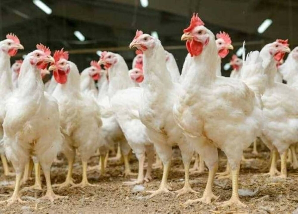 تراجع مفاجئ في الأسواق.. سعر الفراخ البيضاء والساسو وكرتونة البيض اليوم الأربعاء 25 مارس 2026 بعد انخفاض جديد يثير اهتمام المواطنين