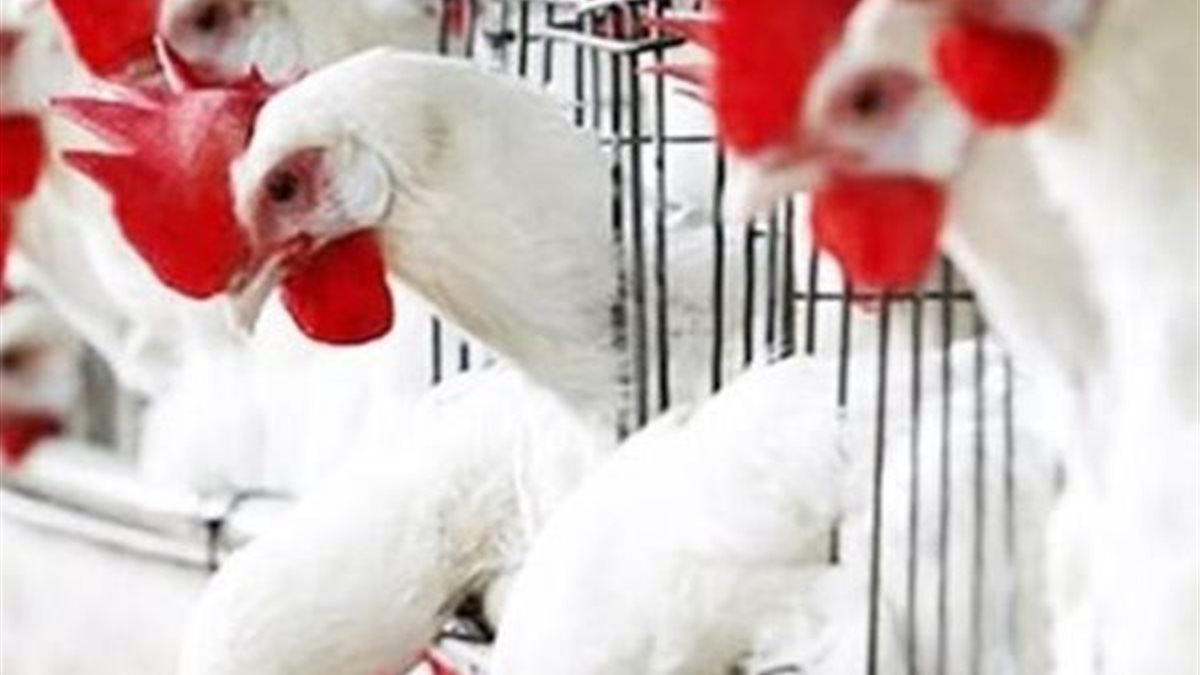 سعر الفراخ البيضاء اليوم الأربعاء 8 أبريل 2026 في مصر.. استقرار ملحوظ في بورصة الدواجن والأسواق للمستهلكين مع تحديثات الأسعار لحظة بلحظة