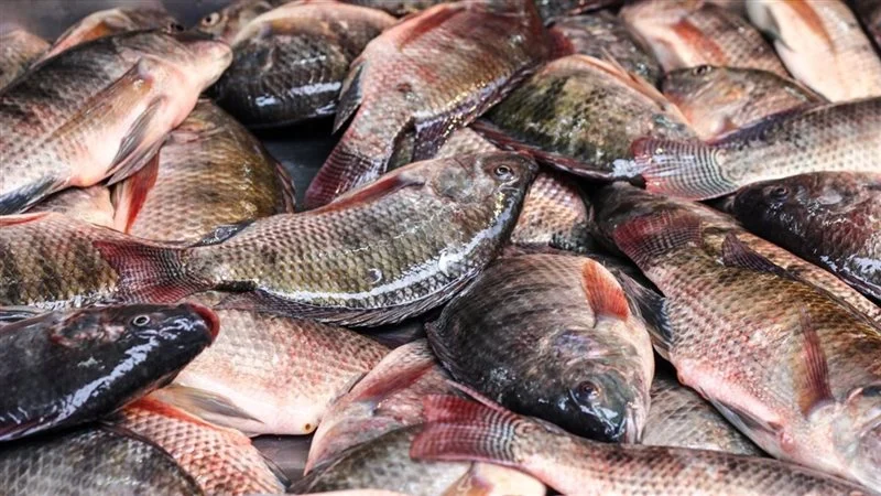 أسعار السمك اليوم في سوق العبور في مصر الخميس 9 أبريل 2026 تحديث لحظي شامل لجميع الأنواع من البلطي إلى الجمبري وتحليل حركة السوق وتأثير العرض والطلب