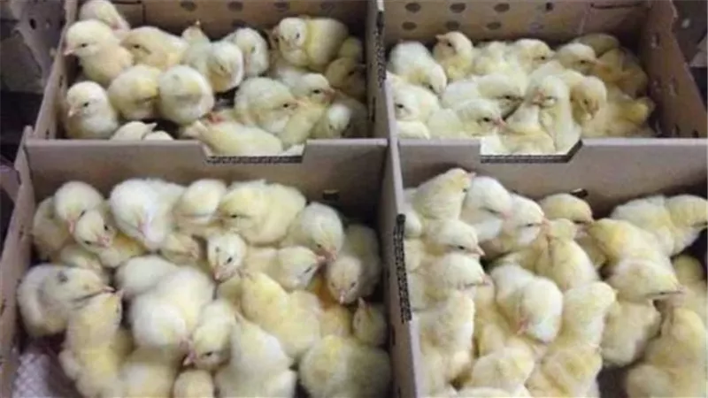 أسعار الكتاكيت والبط اليوم الجمعة 17 أبريل 2026 في مصر في بورصة الدواجن والشركات بعد انخفاض 6 أنواع من الكتاكيت واستقرار أسعار البط صغير العمر