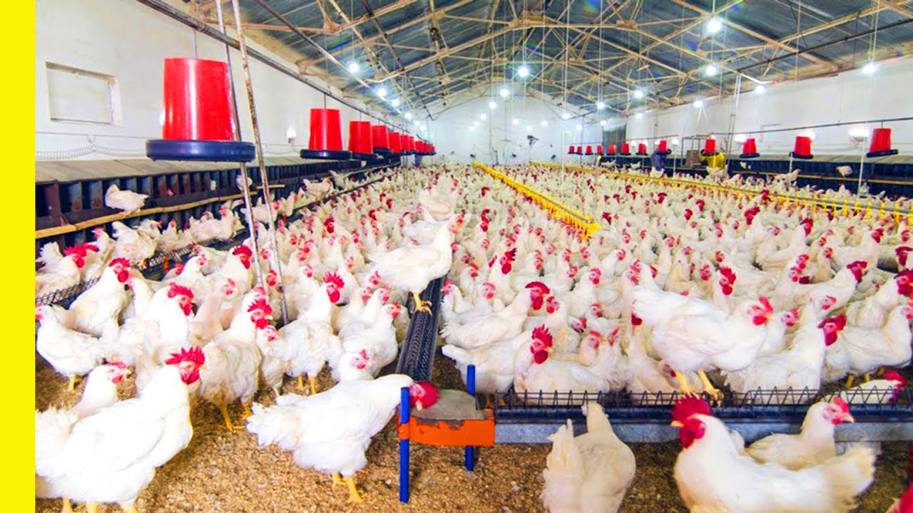 مفاجأة في بورصة الدواجن اليوم.. سعر الفراخ البيضاء السبت 11 أبريل 2026 للمستهلك والمزارع واستقرار ملحوظ في الأسواق قبل موجة متوقعة